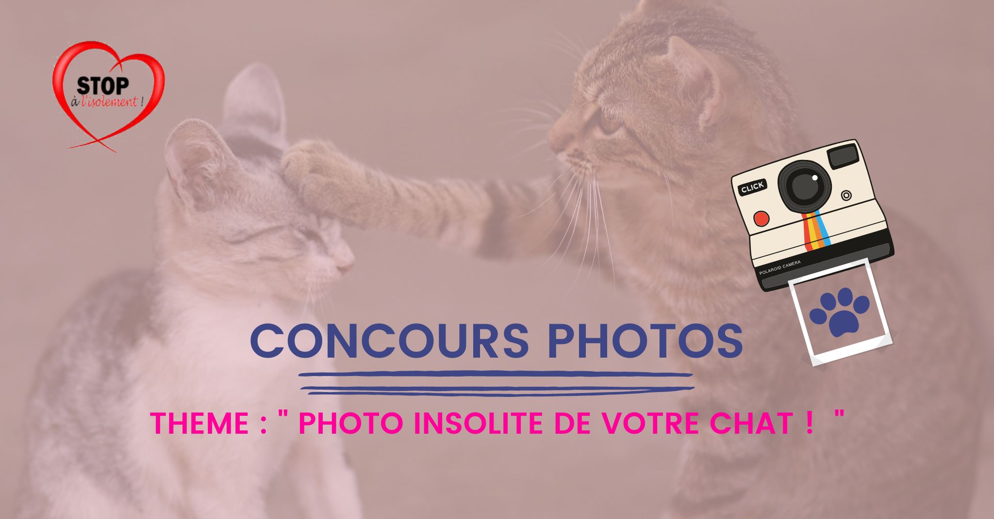 image : 📸 🐈  CONCOURS PHOTOS  📸 😺 - PHOTO INSOLITE DE VOTRE CHAT 😺 ! 