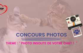 image : 📸 🐈 CONCOURS PHOTOS 📸 😺 - PHOTO INSOLITE DE VOTRE CHAT 😺 !